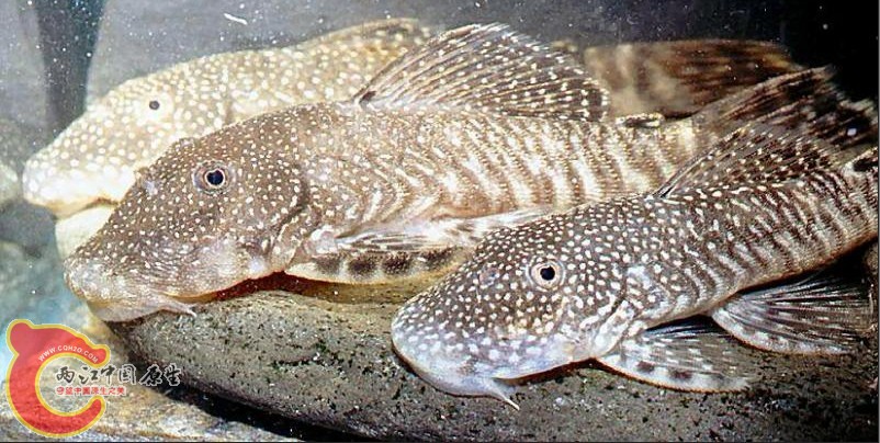 Chaetostoma nudirostre (L188).JPG