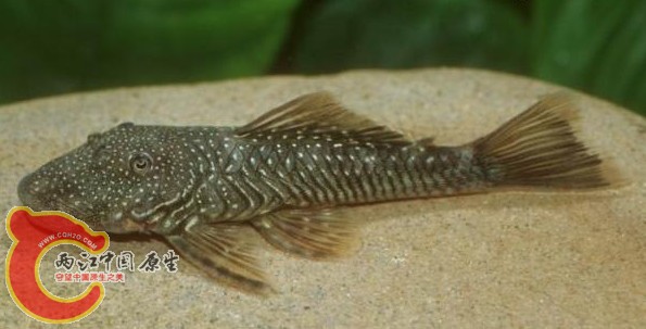 Chaetostoma pearsi (L187).JPG