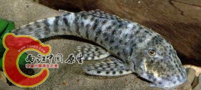 Chaetostoma sp. (L277).JPG