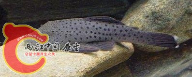 Chaetostoma sp. (L402).JPG