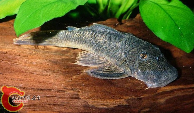 Chaetostoma sp. (L412).JPG