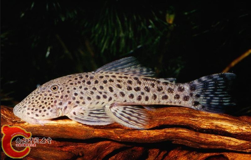 Chaetostoma aff. milesi (L445) - 01.JPG