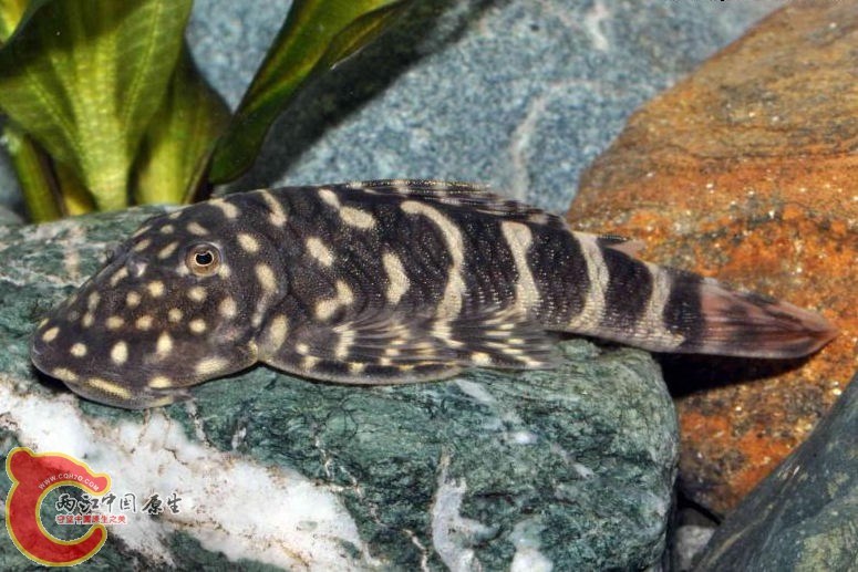 Chaetostoma sp. (L455).jpg
