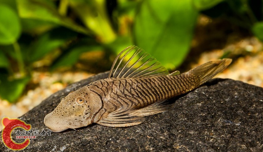 Chaetostoma tachiraense.JPG