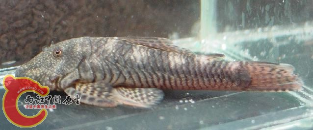 Chaetostoma cf. fischeri.JPG