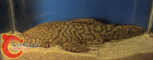 Chaetostoma sp. (3).JPG