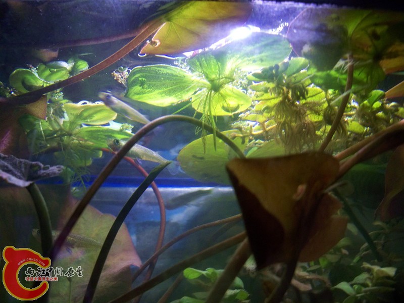 100_9233.JPG