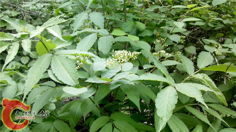IMG_20140519_120120.jpg