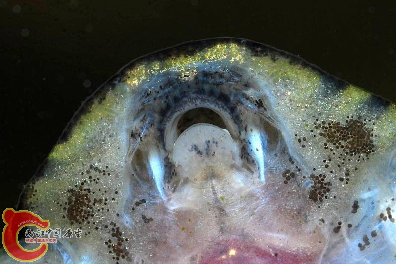 思凡腹吸鳅口部特征.jpg
