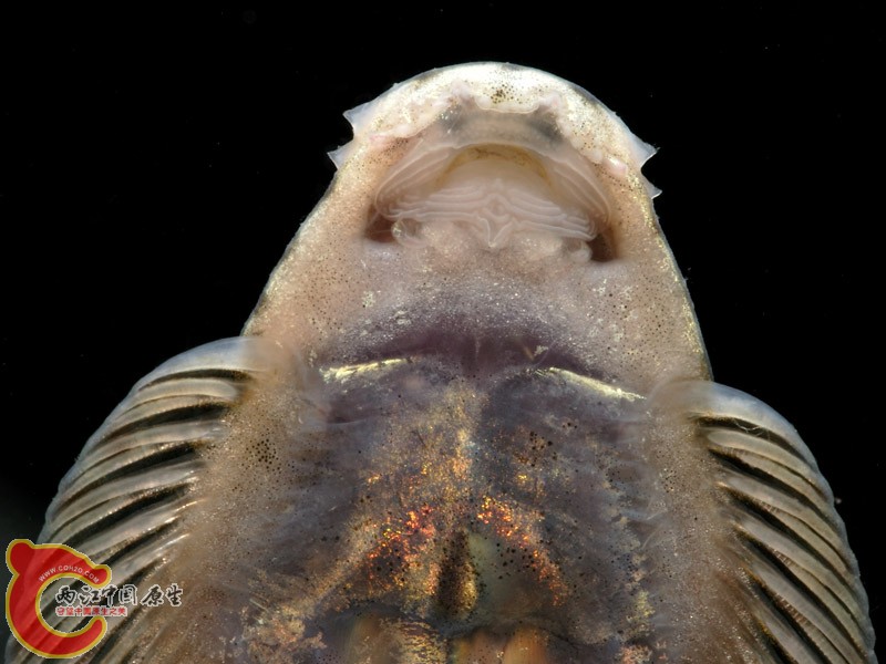 拟腹吸鳅口部特征.jpg