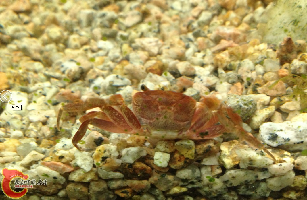 这个是什么螃蟹？