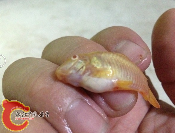 这货吃着东西的时候