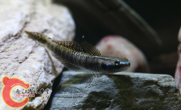 浅红枝牙鰕虎鱼 (2).jpg