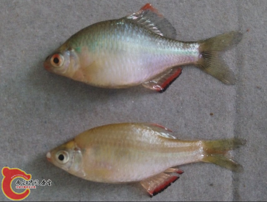 第二只是方吗？