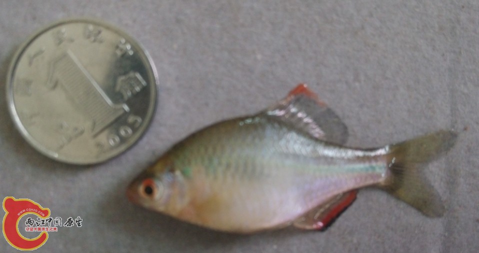 迷你型的鰟鮍啊，好小。