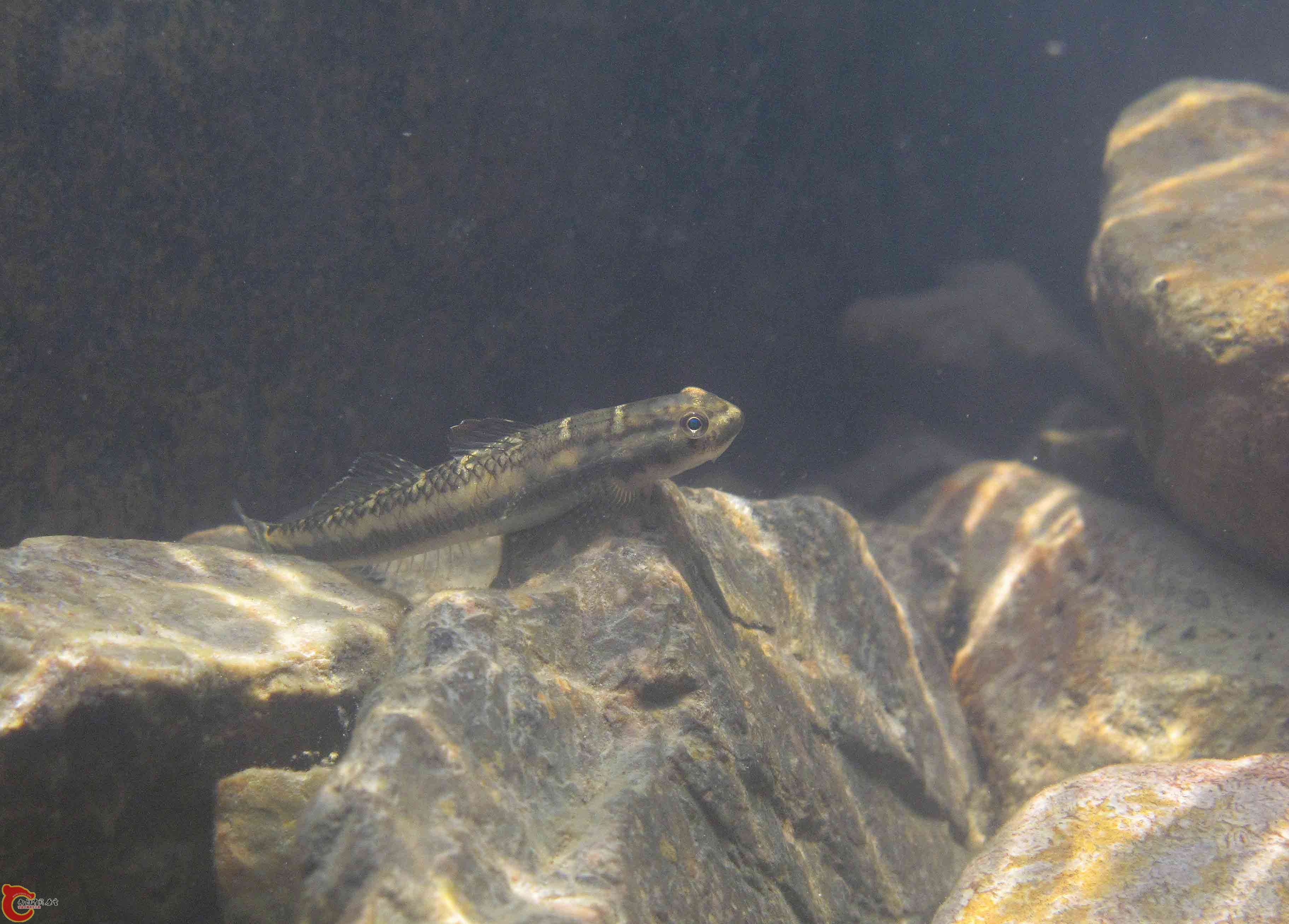 多鱗枝牙鰕虎魚 Stiphodon multisquamus