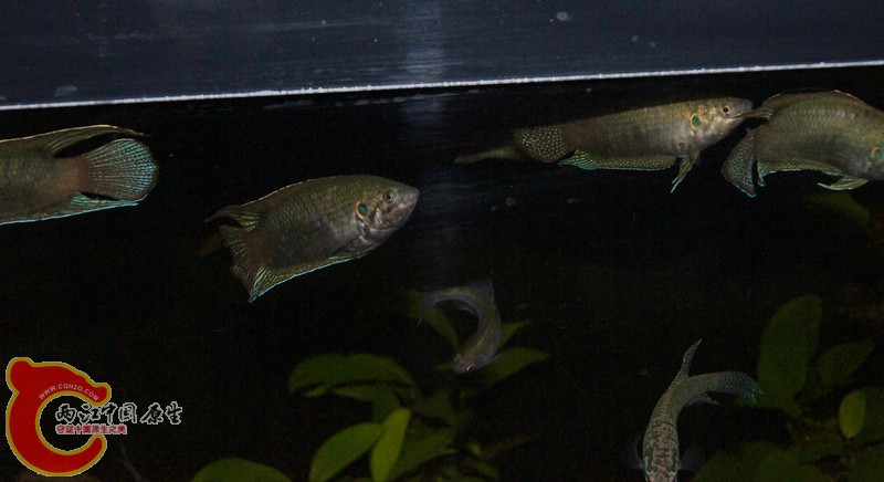DSC09575.jpg