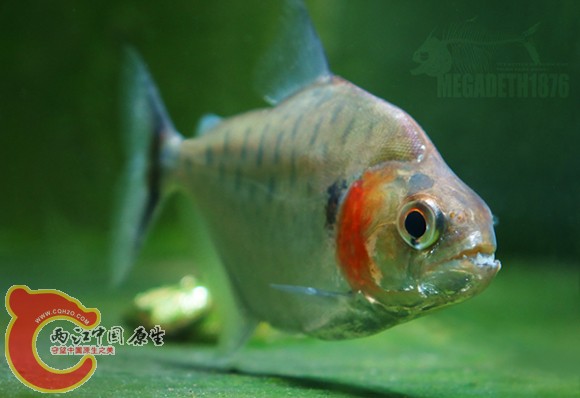 Serrasalmus manueli 3.jpg