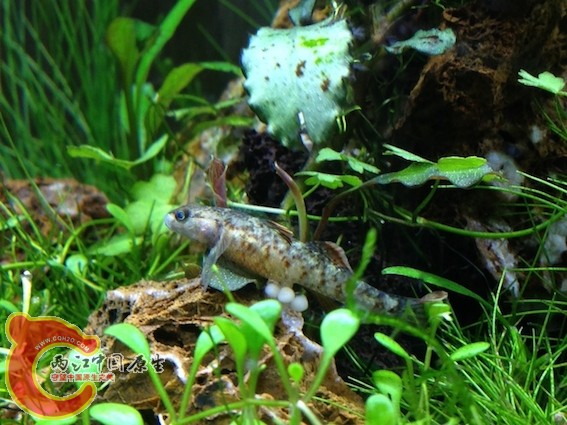 补一张母鱼挂卵图