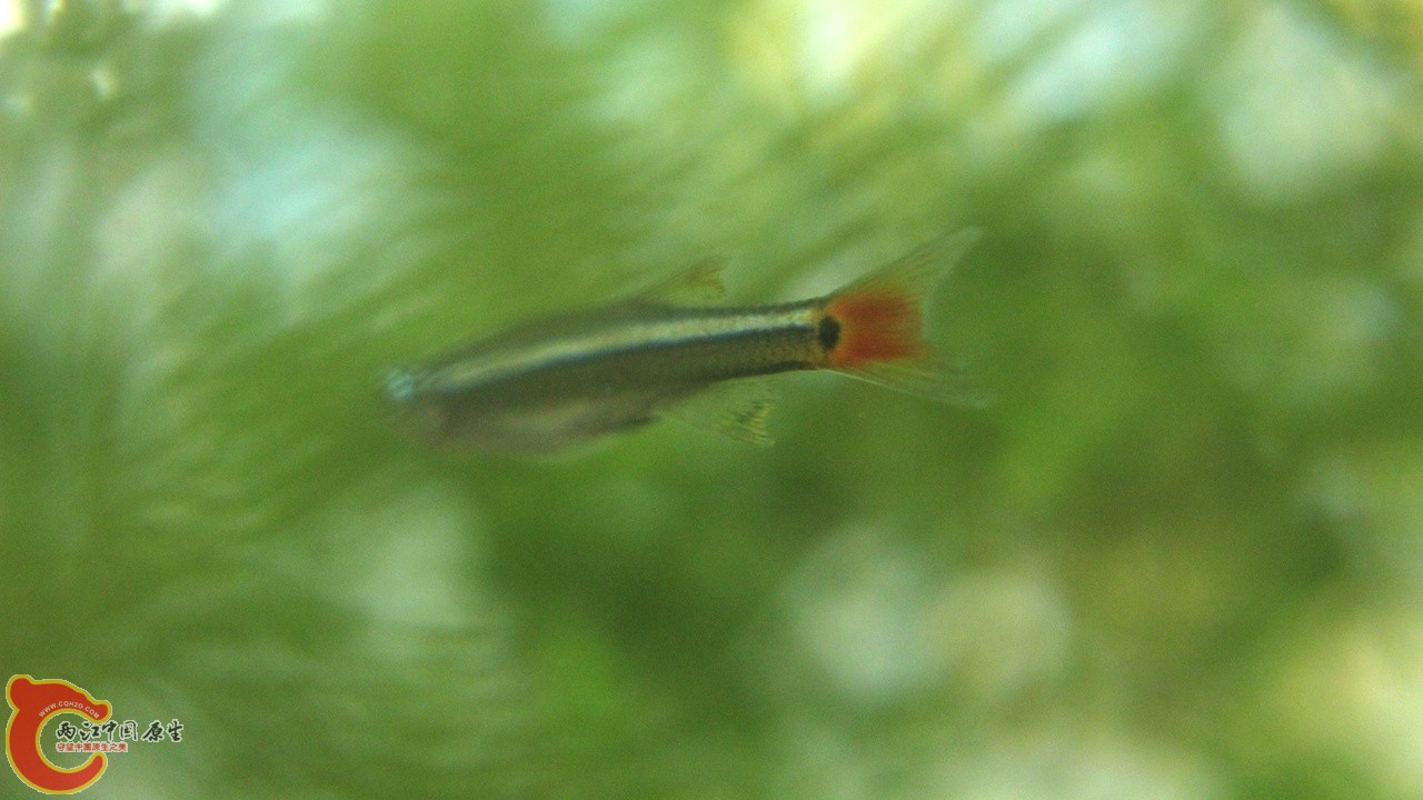 IMG_4524_副本.jpg