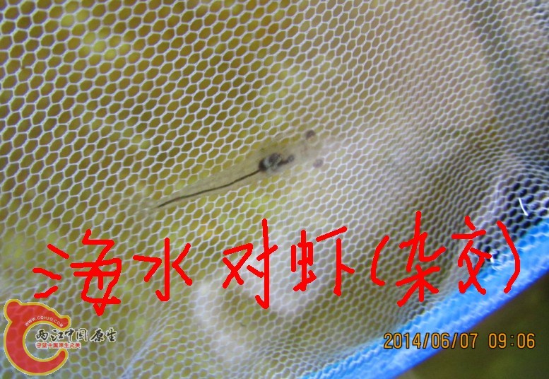 杂交对虾苗生长情况