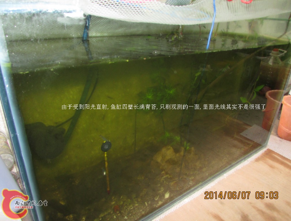 淡水缸.jpg