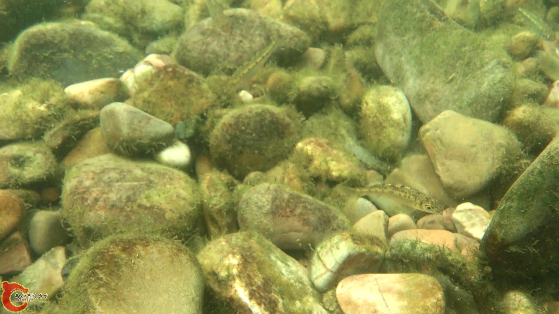 MOV_0099_20146903518.JPG