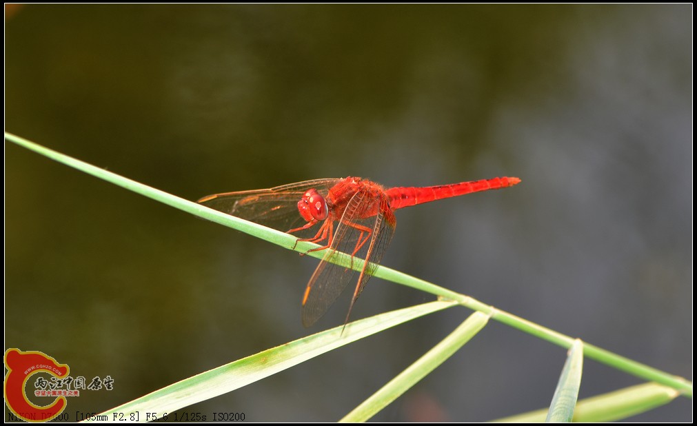 DSC_0118.jpg