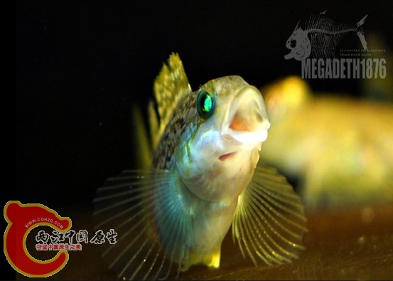 大泷六线鱼 Hexagrammos otakii.jpg