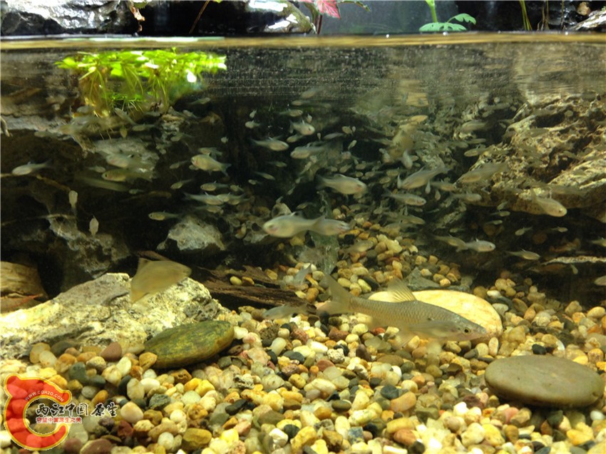 这比例有没有大缸的景深感