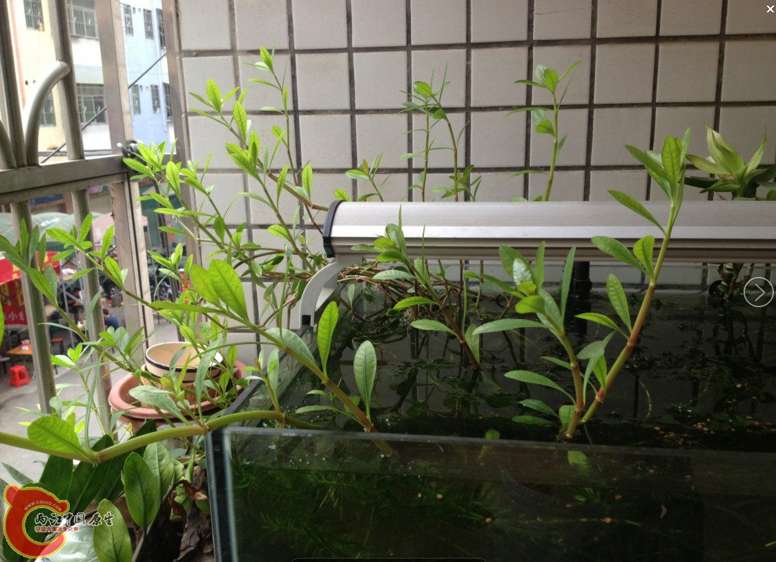 你采到的是不是这种草？