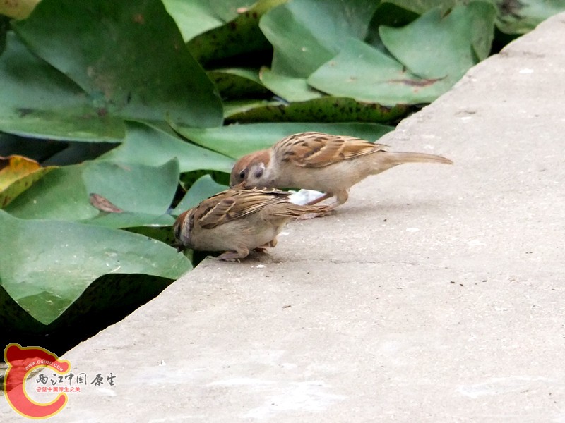 DSCF1244.JPG