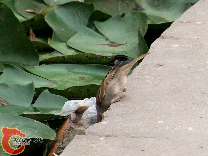 DSCF1246.JPG