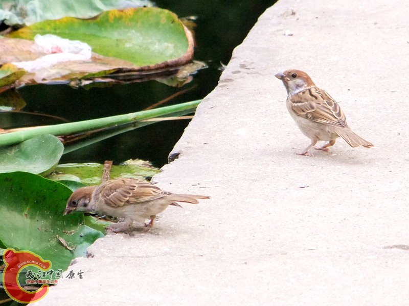 DSCF1247.JPG
