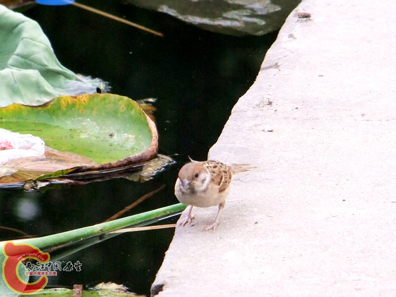 DSCF1250.JPG