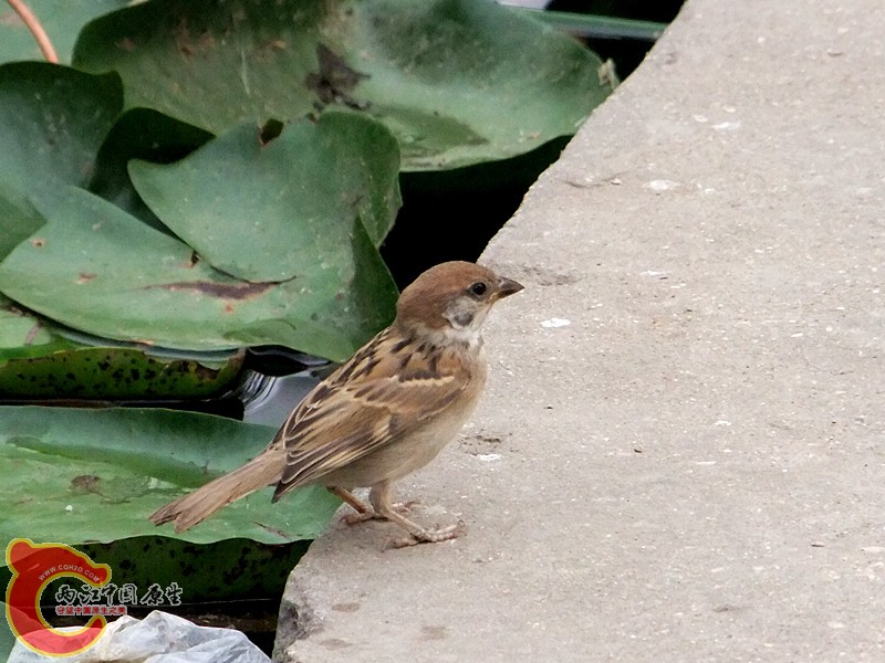 DSCF1251.JPG