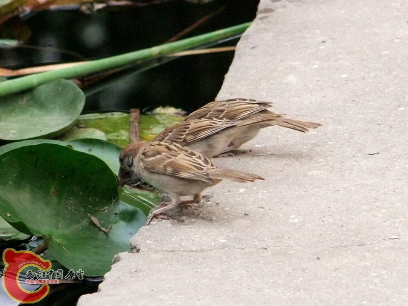 DSCF1252.JPG