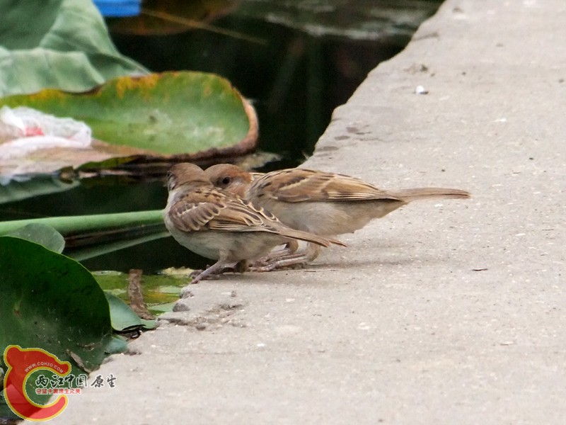 DSCF1253.JPG
