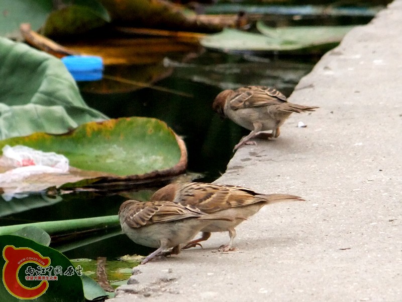 DSCF1254.JPG