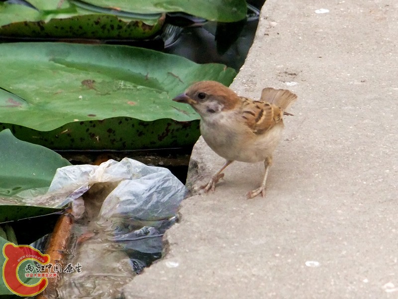 DSCF1262.JPG