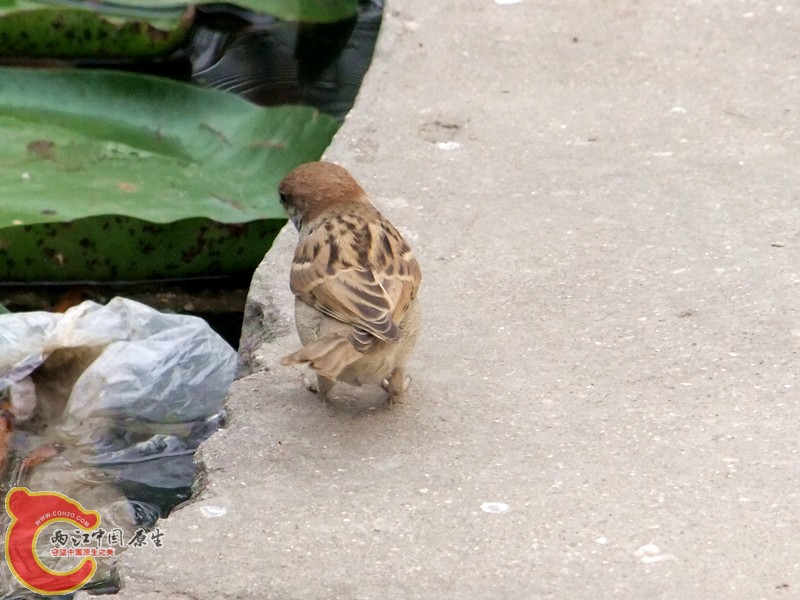 DSCF1263.JPG