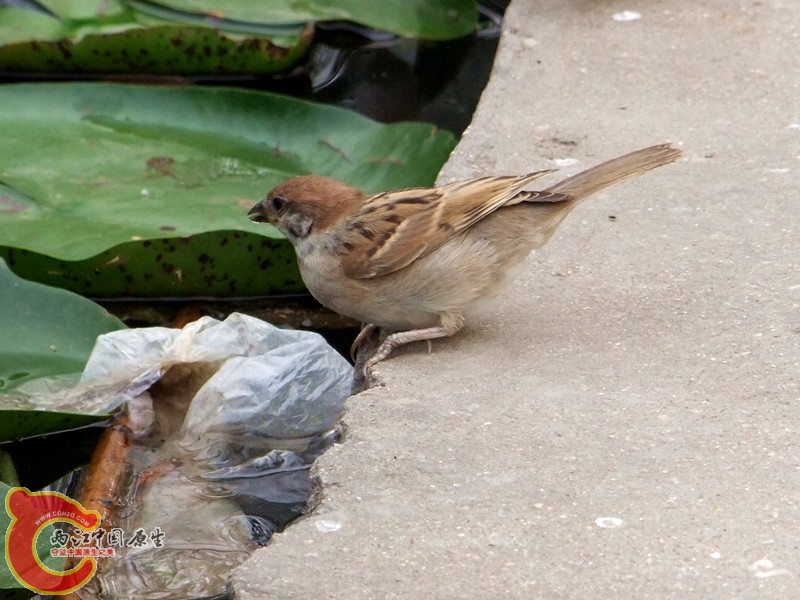 DSCF1267.JPG