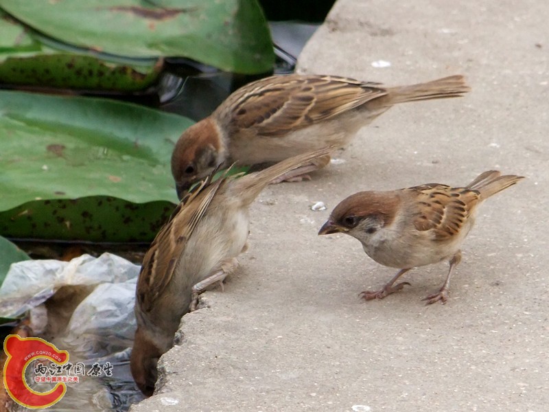 DSCF1272.JPG