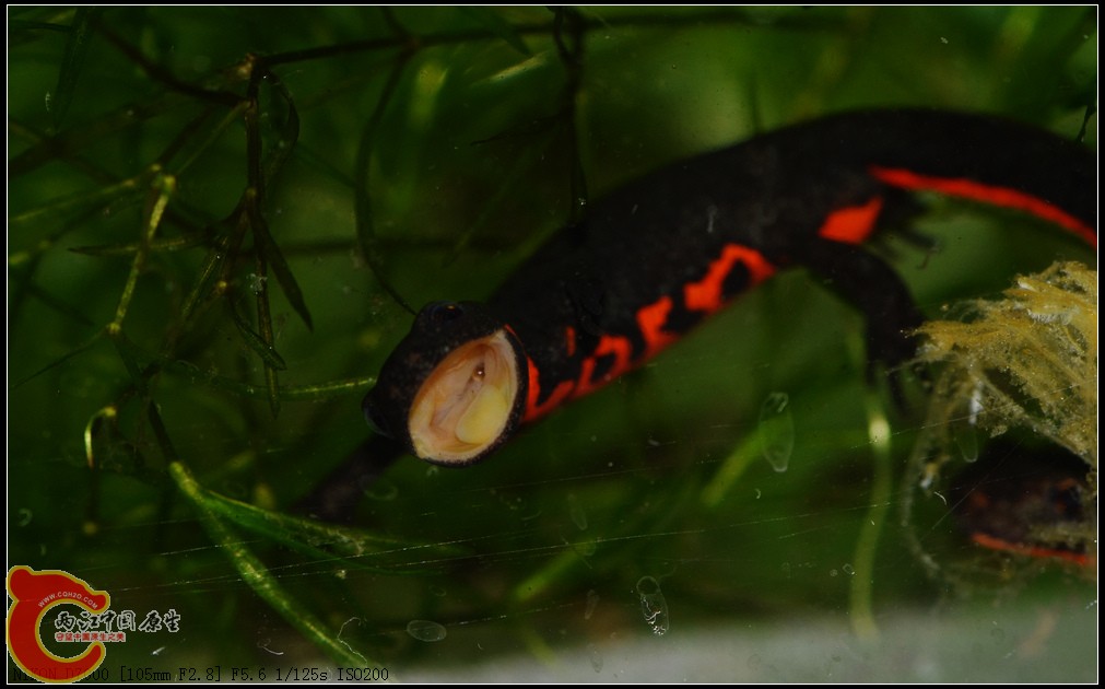DSC_0368.jpg