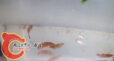 我终于有斗斗呢  这些斗斗都是野生的拿回来因为跳缸  和自己的失误牺牲4条   很是难过啊