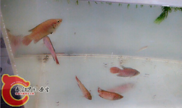 请叫大神这五条里面有公几   母几啊