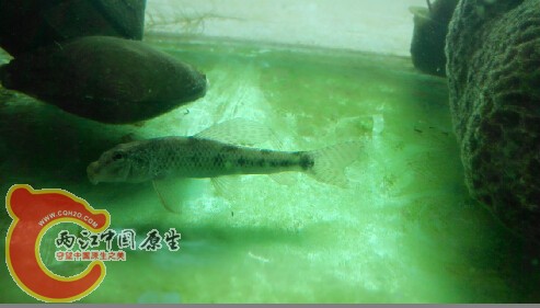 请教棒花是属于什么什么科刚属啊   学名就叫棒花嘛 