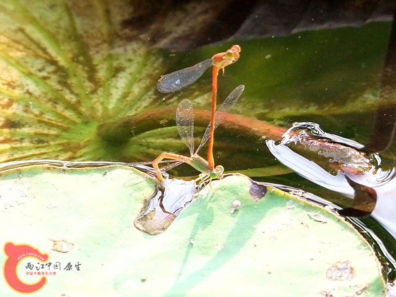 DSCF1152.JPG