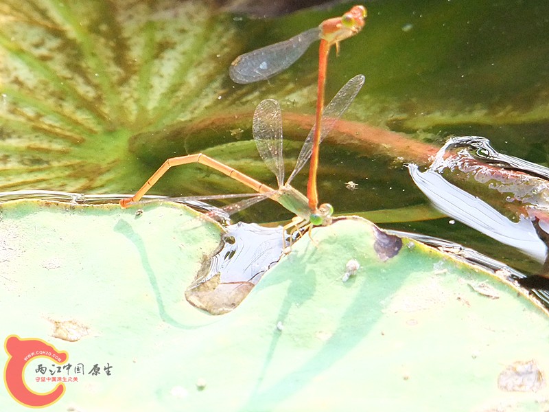 DSCF1153.JPG