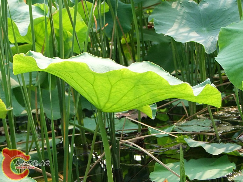 DSCF1154.JPG